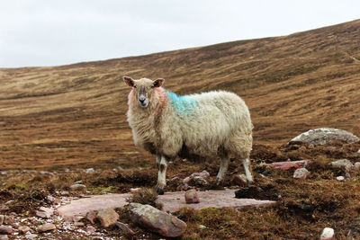 Sheep standing on field against sky