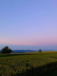 Scenic view of agricultural field against clear sky during sunset