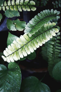 Close-up of leaves