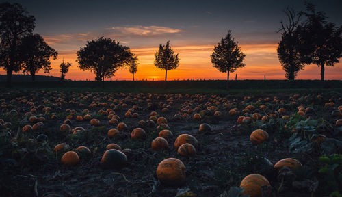 Pumpkins on a field during sunset 