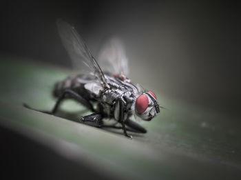 Close-up of housefly