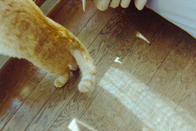 Low section of cat relaxing on hardwood floor