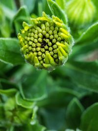 Close-up of flowering plant