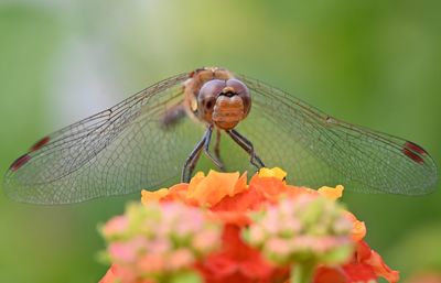 Close-up of dragonfly on flower