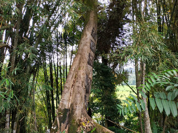 Low angle view of bamboo trees in forest