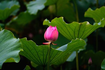 Close-up of pink lotus water lily