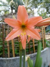 Close-up of day lily blooming outdoors