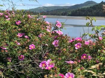 Pink flowering plants by lake against mountains