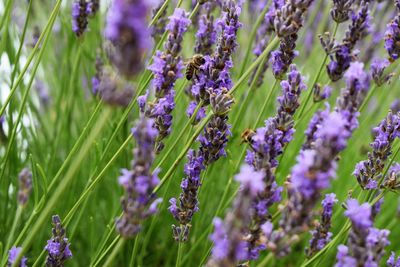 Close-up of lavender blooming on field