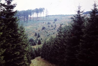 Scenic view of pine trees in forest against sky