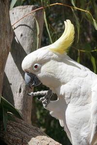 Close-up of parrot perching on branch