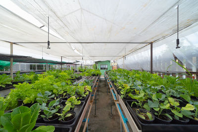 Plants growing in greenhouse