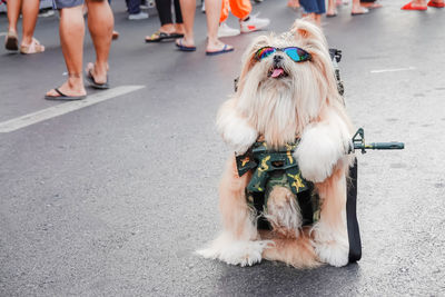 Dog wearing sunglasses with gun standing on street