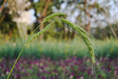 Close-up of flowering plant on field