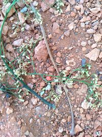 High angle view of plant