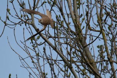 Low angle view of bird perching on tree against sky