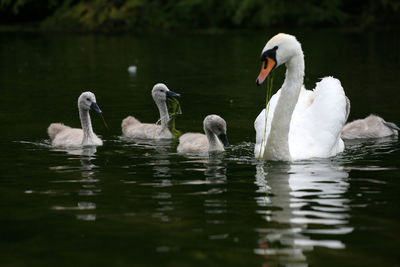 Swans swimming in lake