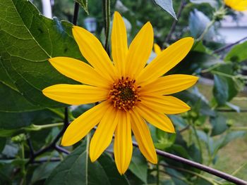 Close-up of yellow flower