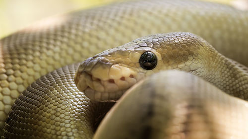 Close-up of snake