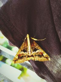 Close-up of insect on leaf