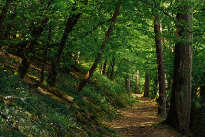 A way amidst a green forest. hardwoods in forest. a pathway amidst trees. a path 