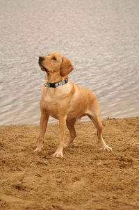 Dog standing on sand