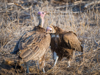 Two vultures grooming at kruger national park, south africa