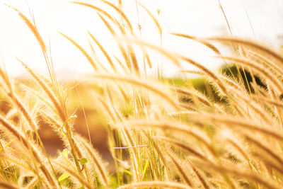 Close-up of wheat plants on field against clear sky