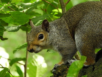 Close-up of squirrel on tree