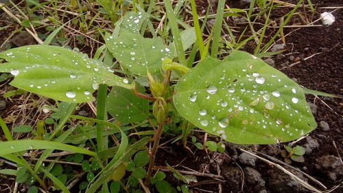 Close-up of wet plants