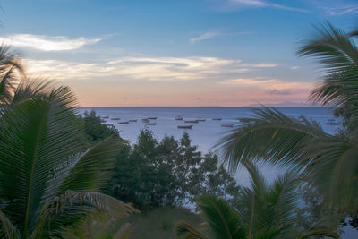 Palm trees on beach against sky during sunset