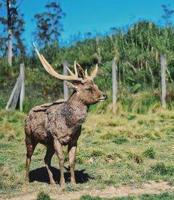 Deer standing in a field