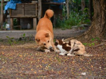Dogs relaxing on ground