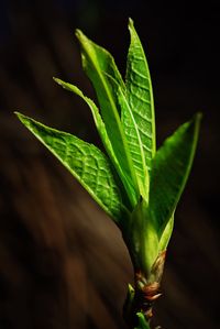 Close-up of green leaves