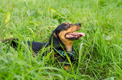 Dog on grassy field