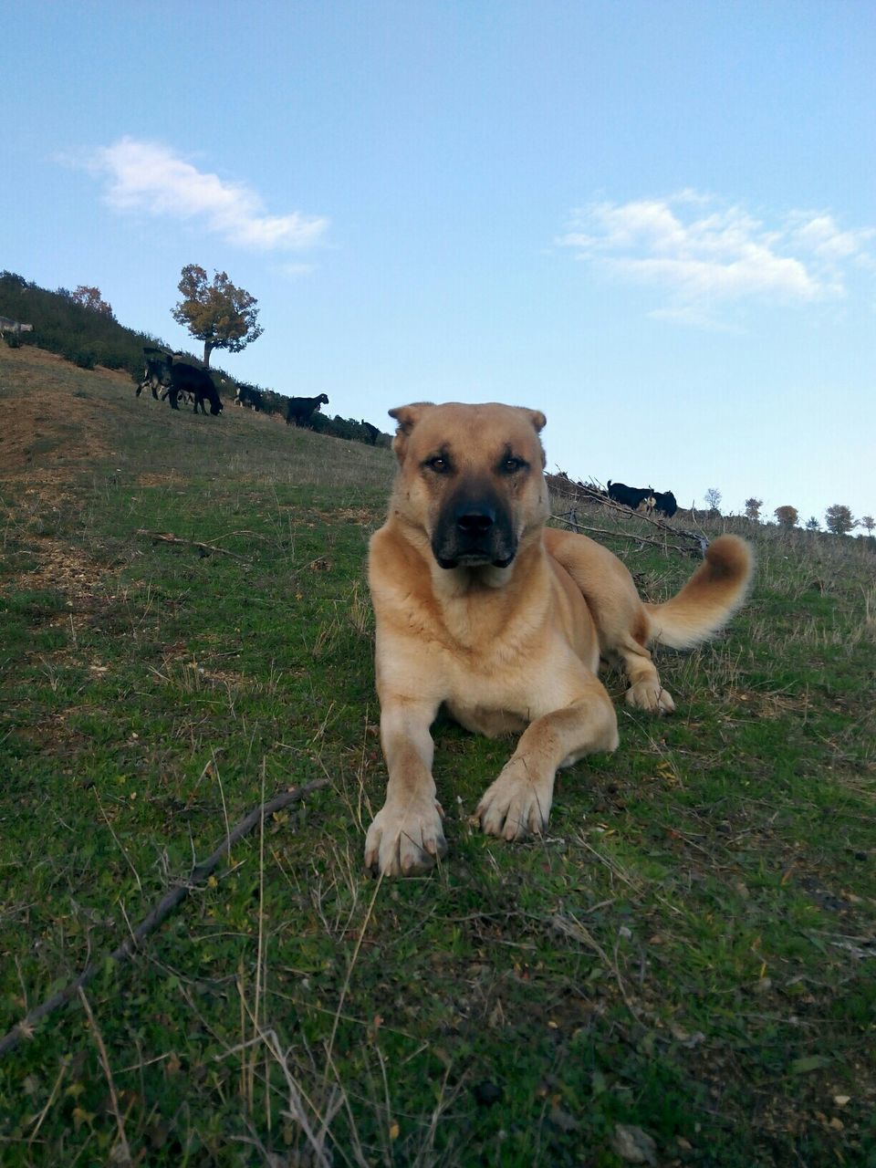 PORTRAIT OF A DOG ON FIELD