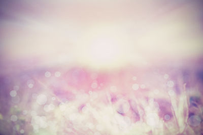 Defocused image of pink flowering plant