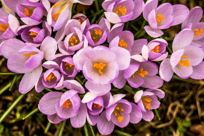 Close-up of purple flowering plant