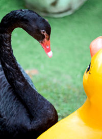 Close-up of swan