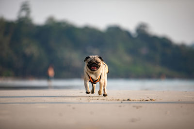 Dog walking on road