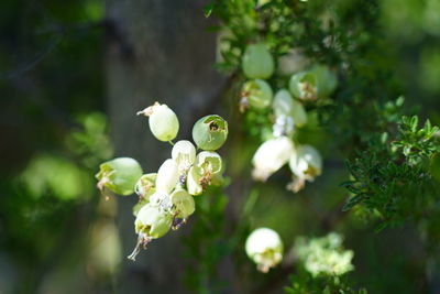 Close-up of flowering plant