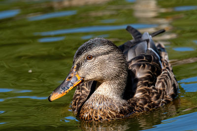 Close-up of duck in lake