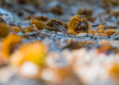 Close-up of a bird