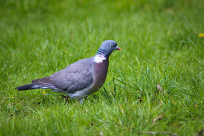 Close-up of a wood pigeon on grass