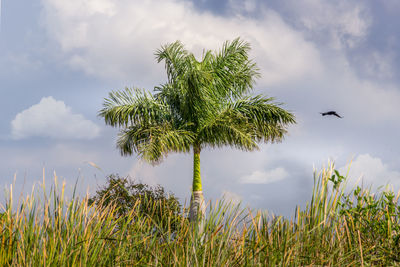 Bird flying over field against sky