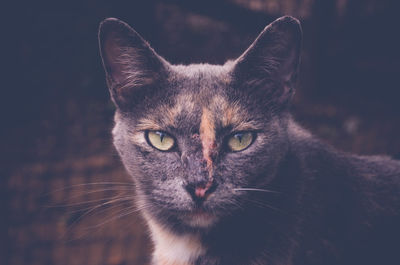 Close-up portrait of cat