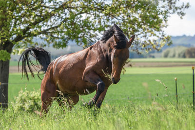 Horse standing on grassy field