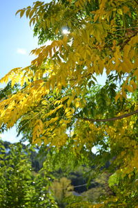 Low angle view of yellow tree against sky