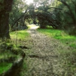 Trees in forest