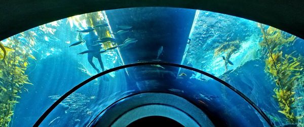 High angle view of swimming in aquarium